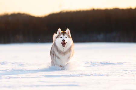 Portrait of Crazy, happy and cute beige and white dog breed siberian husky running on the snow in the winter field at golden sunset in backlight. Beautiful Playful husky dogの写真素材