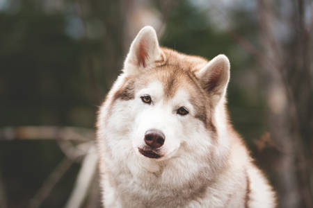Close-up Portrait of Beige and white Beautiful and cute Siberian Husky dog sitting in the forest at sunset in springの写真素材