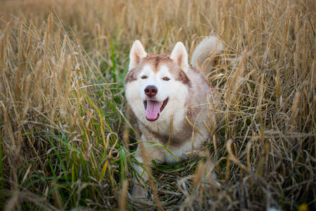 Close-up Portrait of happy and cute beige dog breed siberian husky with tonque hanging out lying in the bright rye field at sunsetの写真素材