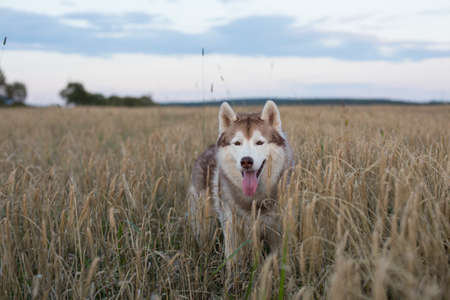Portrait of free and cute beige and white siberian husky dog with brown eyes standing in the rye at sunsetの写真素材