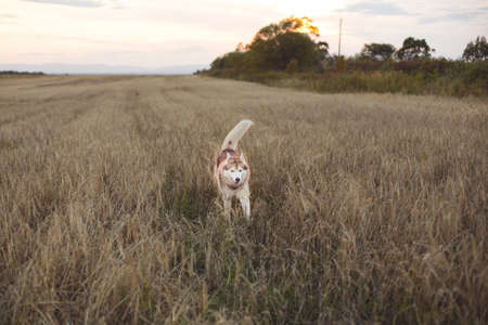Image of happy dog breed Siberian husky jumping in the rye field. Cute beige and white husky dog has fun in the meadow at sunsetの写真素材