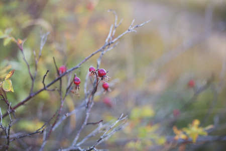 Close-up of colorful dog-rose berries in fall. Dog rose fruits or Rosa canina. Bright Beautiful background of Wild rosehips at sunset. Natural backgroundの写真素材