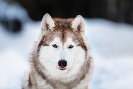 Close-up portrait of cute, beautiful and happy siberian Husky dog sitting on the snow in winter fairy forest at golden sunsetの写真素材