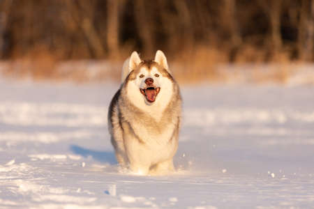 Portrait of Crazy, happy and cute beige and white dog breed siberian husky with tonque out jumping and running fast on the snow in the winter field. Playful husky dogの写真素材