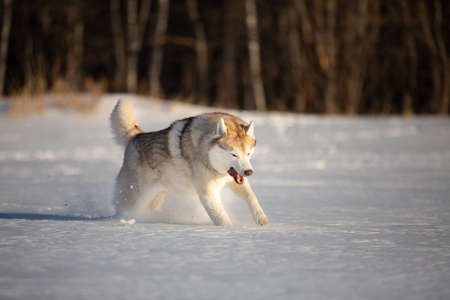 Crazy, happy and funny beige and white dog breed siberian husky with tonque out jumping and running on the snow in the winter field. Adorable husky dog has fun on sunny dayの写真素材