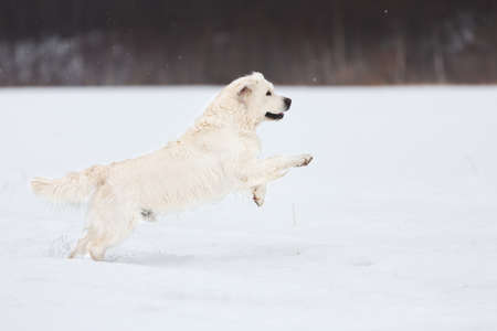 Portrait of cute and happy golden retriever dog running fast in the field in winterの写真素材