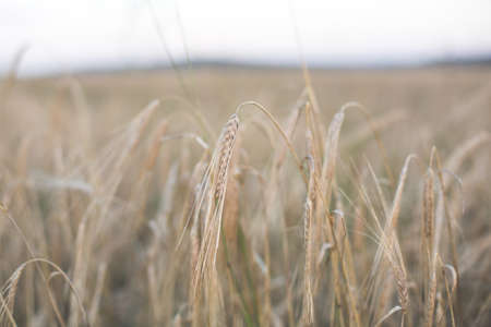 Image of beautiful Rye field at sunset in autumn season. Ear of rye close-upの写真素材