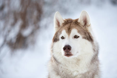 Close-up Portrait of stoned beautiful, prideful and free Siberian Husky dog sitting on the snow in the enchanted fairy forest in winterの写真素材