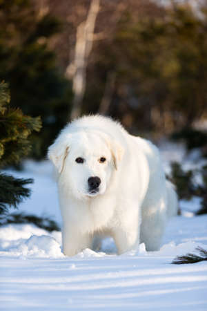Close-up Portrait of beautiful, prideful and free maremmano abruzzese sheepdog. image of big white fluffy dog standing on the snow in the forest in winter at sunsetの写真素材