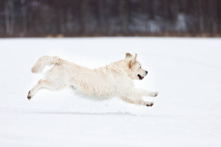 Portrait of crazy, cute and happy golden retriever dog running fast in the field in winter. Flying golden retrieverの写真素材