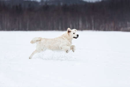 Portrait of cute and happy golden retriever dog running fast in the field in winter. Flying golden retrieverの写真素材