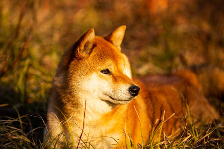 Profile portraiit of beautiful and happy shiba inu dog lying on the grass in the forest at golden sunset. Red japanese shiba inu femaleの写真素材