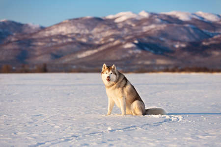 Portrait of gorgeous, free and prideful dog breed siberian husky sitting in the snow field in winter on mountain background at sunsetの写真素材