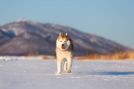 Crazy, happy and cute beige and white dog breed siberian husky with tonque out jumping and running on the snow in the winter field. husky dog has fun on blue sky backgroundの写真素材