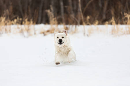 Portrait of cute, crazy, cute and happy golden retriever dog running fast in the field in winterの写真素材