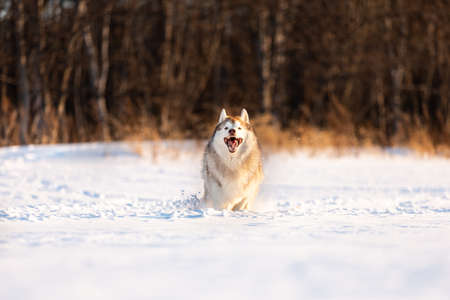 Portrait of Crazy, happy and funny beige and white dog breed siberian husky with tonque out jumping and running on the snow in the winter field. Playful husky dogの写真素材