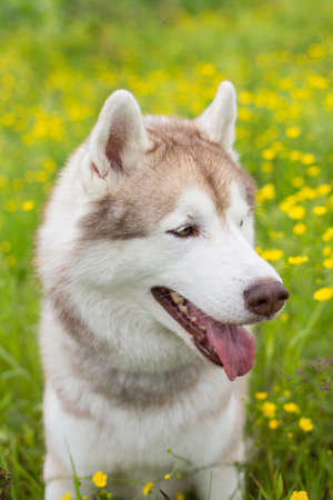 Profile Portrait of cute beige and white dog breed siberian husky is in the bright buttercup field in summerの写真素材