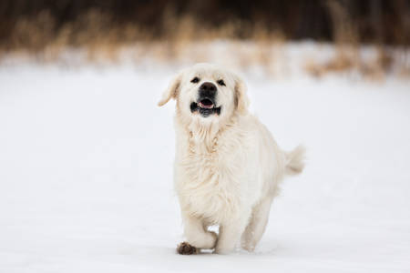 Portrait of crazy, cute and happy golden retriever dog running fast in the field in winterの写真素材