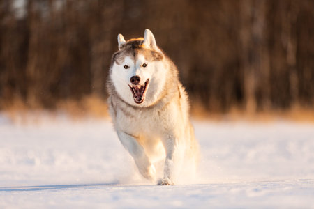Portrait of Crazy, happy and funny beige and white dog breed siberian husky with tonque out jumping...