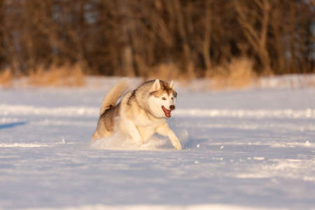 Portrait of Crazy, happy and cute beige and white dog breed siberian husky with tonque out jumping and running on the snow in the winter field. Playful husky dogの写真素材