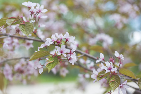 Image of Soft focus Cherry Blossom or Sakura flowers on nature background.