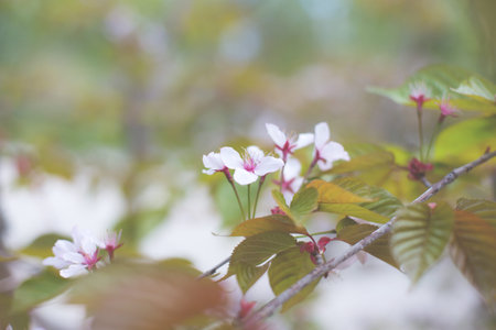 Image of Soft focus Cherry Blossom or Sakura flowers on nature background.