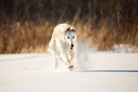 Portrait of Cute, crazy and happy beige and white Russian borzoi dog or wolfhound running on the...