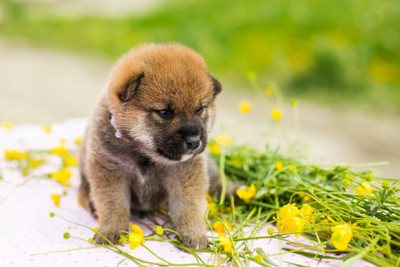 Portrait of adorable red two weeks old shiba inu puppy sitting on the table in the buttercup field in summerの写真素材