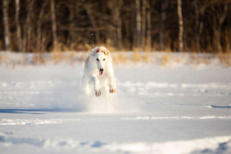 Portrait of Cute, crazy and happy beige and white Russian borzoi dog or wolfhound running on the snow in the winter fieldの写真素材