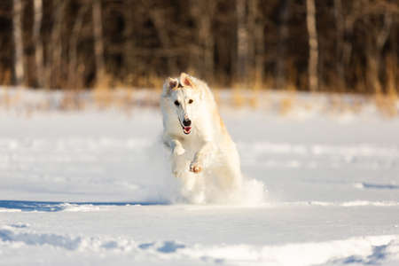 Portrait of Cute, crazy and happy beige and white Russian borzoi dog or wolfhound running on the snow in the winter fieldの写真素材