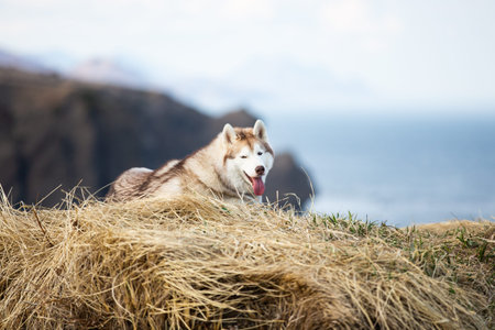 Portrait of cute and free Siberian husky dog lying on the hill on mountains ad sea background on...