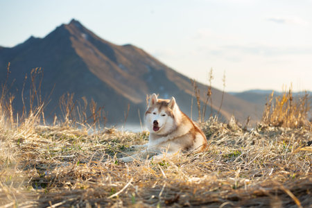 Portrait of beautiful and happy Siberian husky dog lying on the hill on mountains ad sea background...