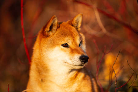 Profile portraiit of cute and happy shiba inu dog sitting on the grass in the forest at golden sunset. Red japanese shiba inu femaleの写真素材