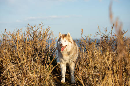 Portrait of beautiful and free Siberian husky dog standing on the hill on sea background on sunny dayの写真素材