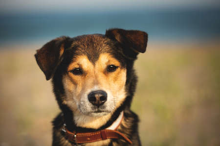 Close-up portrait of Cute and beautiful brown mongrel dog on the beach on sunny dayの写真素材