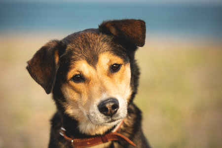 Close-up portrait of Cute and beautiful brown mongrel dog on the beach on sunny day