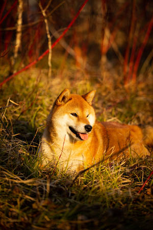 Profile portrait of cute and happy shiba inu dog lying on the grass in the forest at golden sunset. Red shiba inu femaleの写真素材