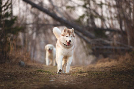 Portrait of crazy, Cute and happy dog breed Siberian husky running in the forest in spring at sunsetの写真素材
