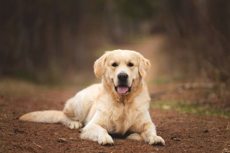 Portrait of cute and happy dog breed golden retriever lying on the path outdoors in the forest at sunsetの写真素材