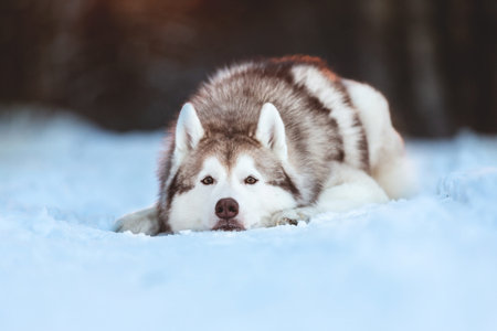 Close-up Portrait of beautiful, sad and free Siberian Husky dog lying on the snow path and looking...