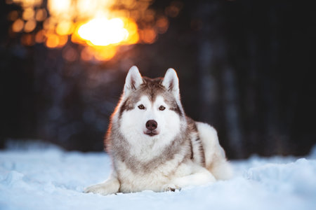 Close-up Portrait of beautiful, happy and free Siberian Husky dog lying on the snow path and looking...
