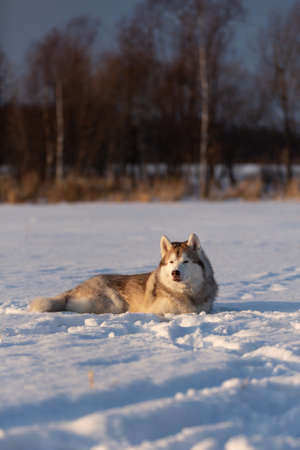 Portrait of Beautiful, free and prideful dog breed siberian husky lying in the snow field in winter on forest background at sunsetの写真素材