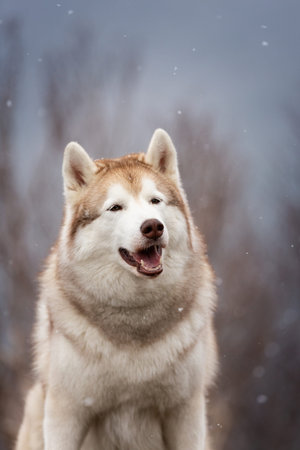 Close-up Portrait of cute and happy Siberian Husky dog sitting in the forest in spring on snowy day