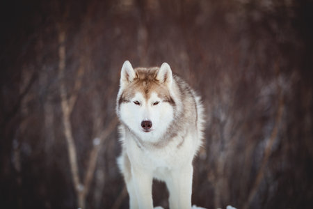 Portrait of beautiful, prideful and free siberian Husky dog sitting on the snow in the fairy...