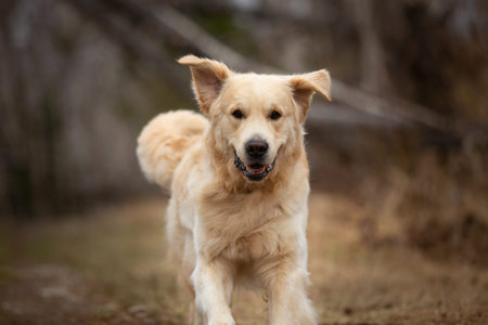 Close-up Portrait of Funny, cute and happy dog breed golden retriever running in the forest and has...