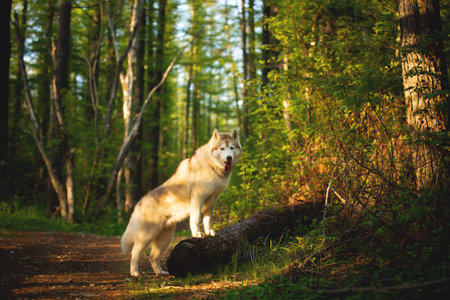 Portrait of free and beautiful dog breed siberian husky standing on the tree in the green mysterious...