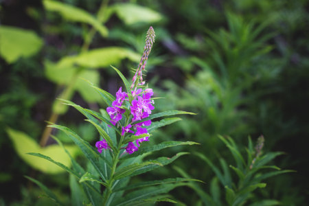 Close-up of Chamerion Angustifolium also known Fireweed, Great Willow-herb, Rosebay Willowherb