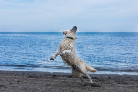 Image of happy and funny golden retriever dog jumping on the beach in summerの写真素材