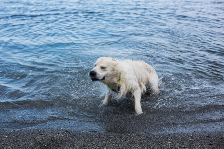 Portrait of cute,crazy and funny Golden Retriever dog shaking its head at the seaside in summer...