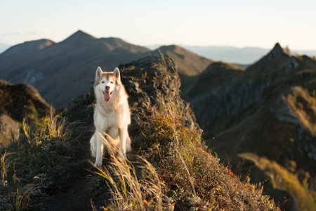 Portrait of gorgeous and free dog breed siberian husky sitting on the hill on the sea and mountains...
